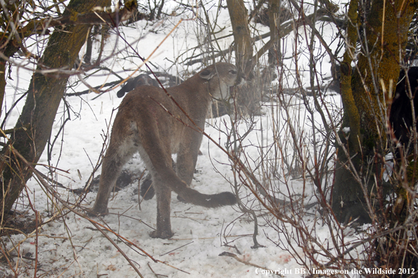 Mountain lion snarling at hunting dogs. 