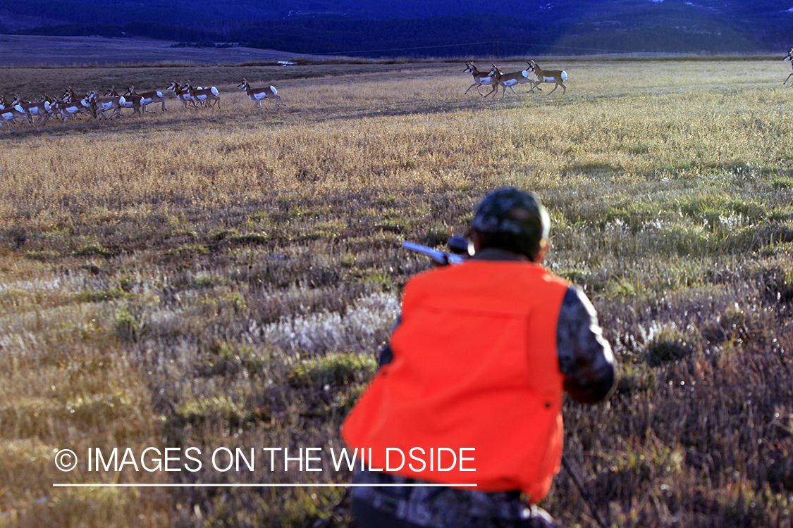 Pronghorn Antelope hunter shooting fleeing antelope in field.