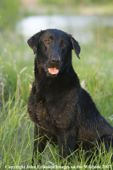 Black Labrador Retrievers