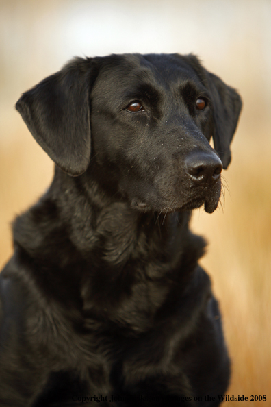 Black Labrador Retriever in field