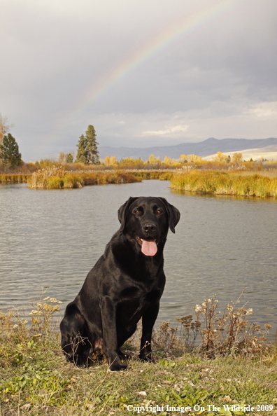 Black Labrador Retriever