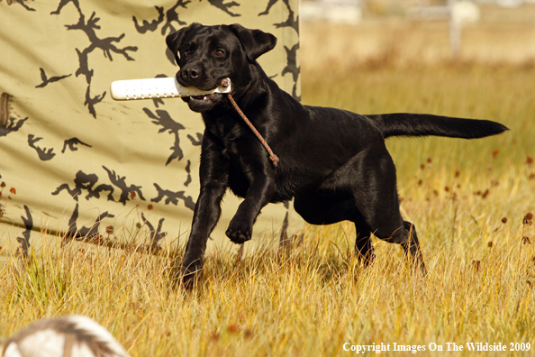 Black Labrador Retriever