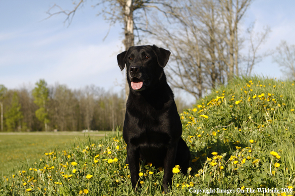 Black Labrador Retriever in field