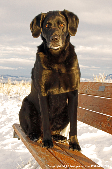 Black Labrador Retriever in winter. 