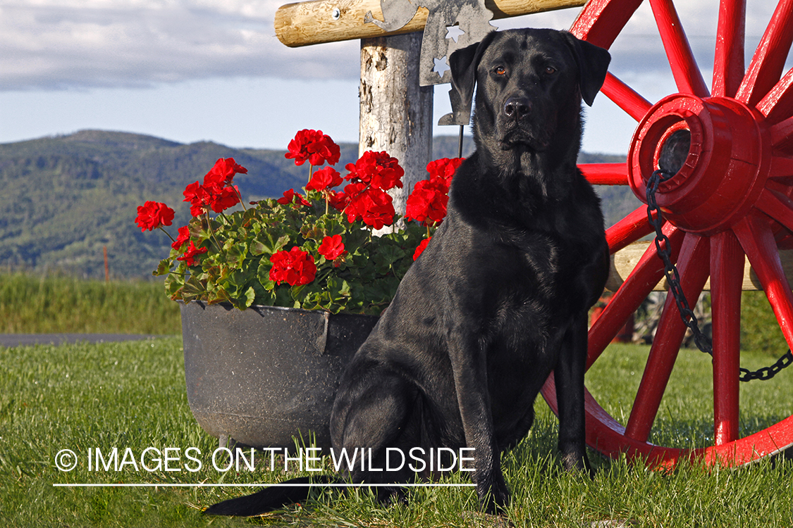 Black Labrador Retriever