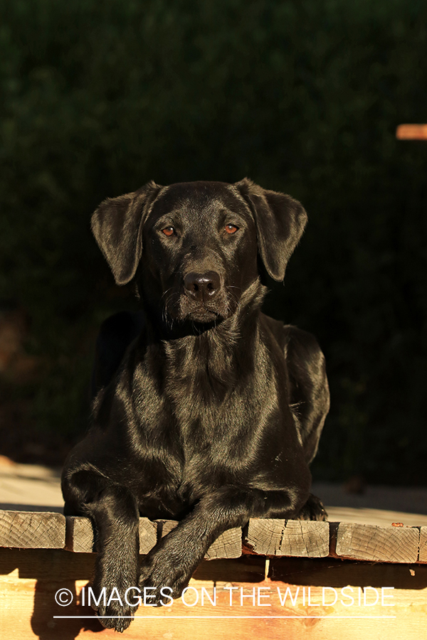 Black labrador on deck.