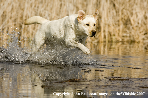 Yellow Labrador Retriever