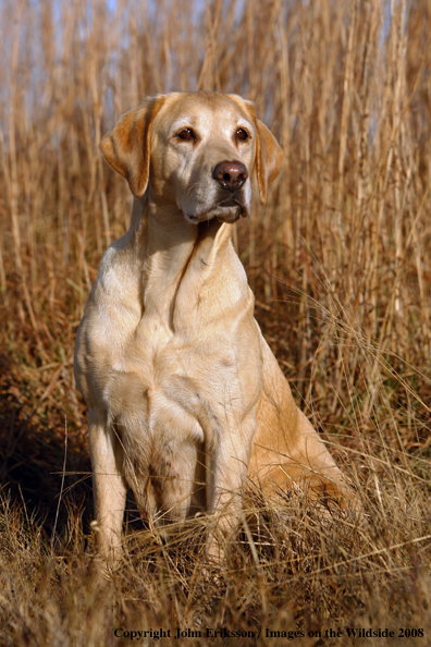 Yellow Labrador Retriever in field