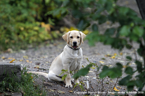 Yellow Labrador Retriever Puppy 