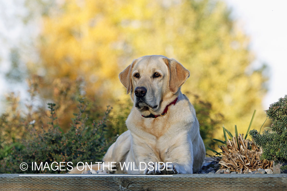 Yellow Labrador Retriever sitting by shrubs.