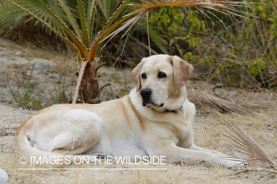 Yellow lab outside.