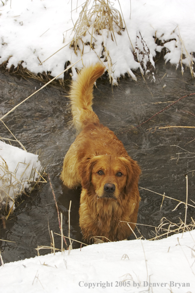 Golden Retriever in stream.