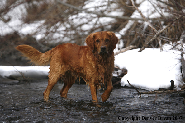 Golden Retriever in the water