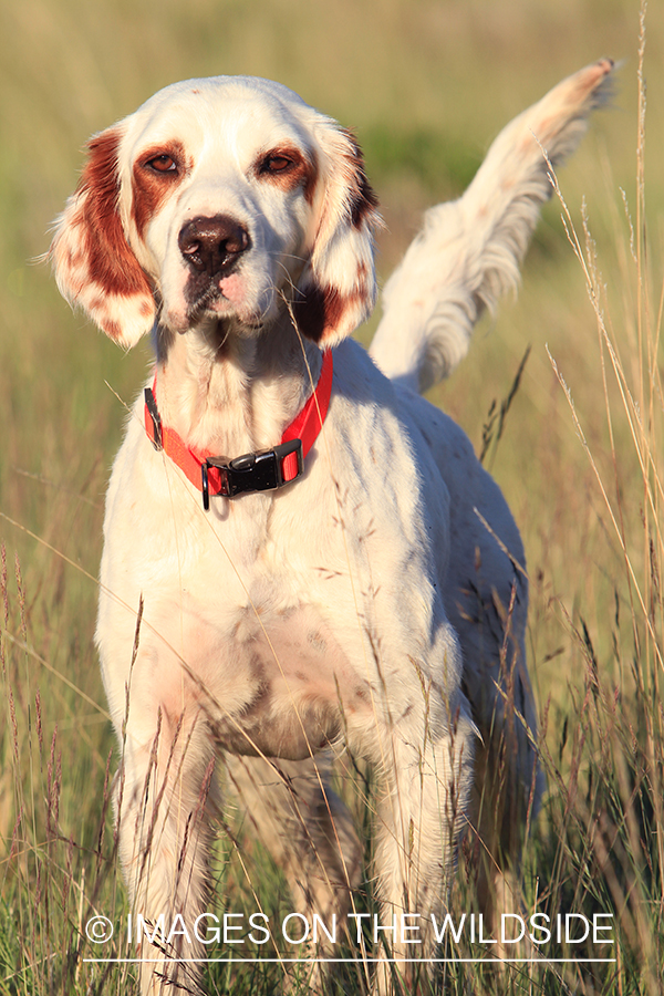 English setter.