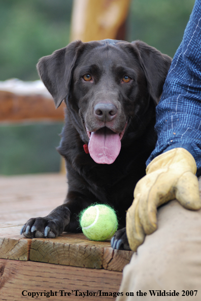 Chocolate Labrador Retriever with owner