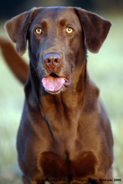 Chocolate Labrador Retriever in field