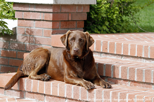 Chocolate Labrador Retriever