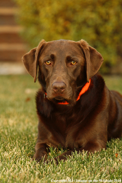 Chocolate Labrador Retriever