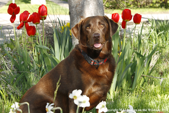 Chocolate Labrador Retriever.