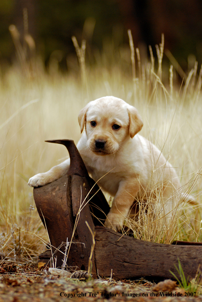 Labrador Puppy