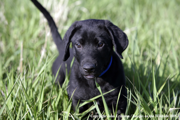 Black Labrador Retriever puppy in field