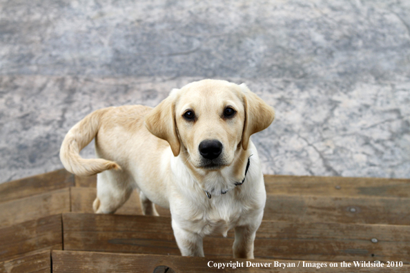 Yellow Labrador Retriever Puppy