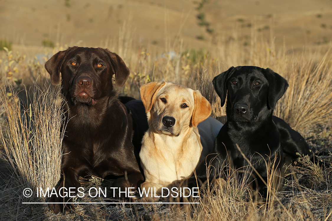 Multi-colored labs in field.