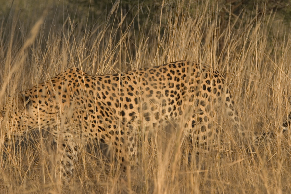 Leopard in habitat. Africa