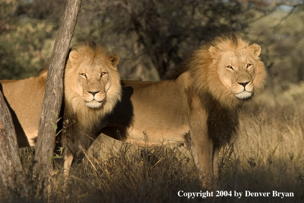 Male African lions in habitat. Africa