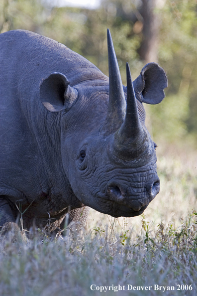 Black rhino in Africa.