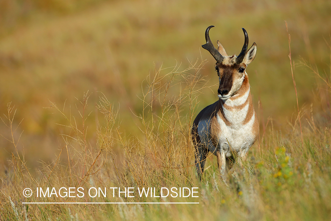 Pronghorn Antelope buck in habitat.