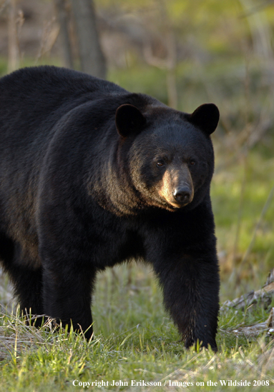 Black Bear in habitat