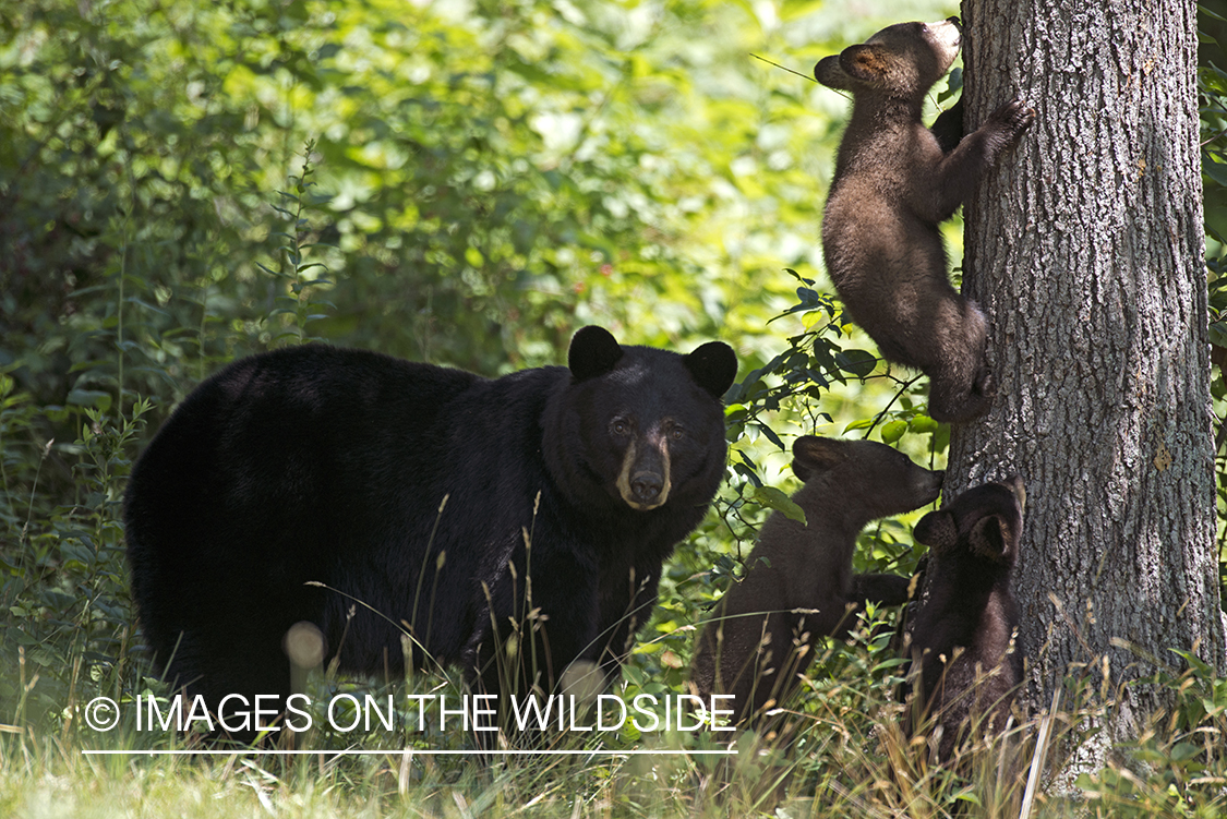 Black Bear with cubs in habitat.