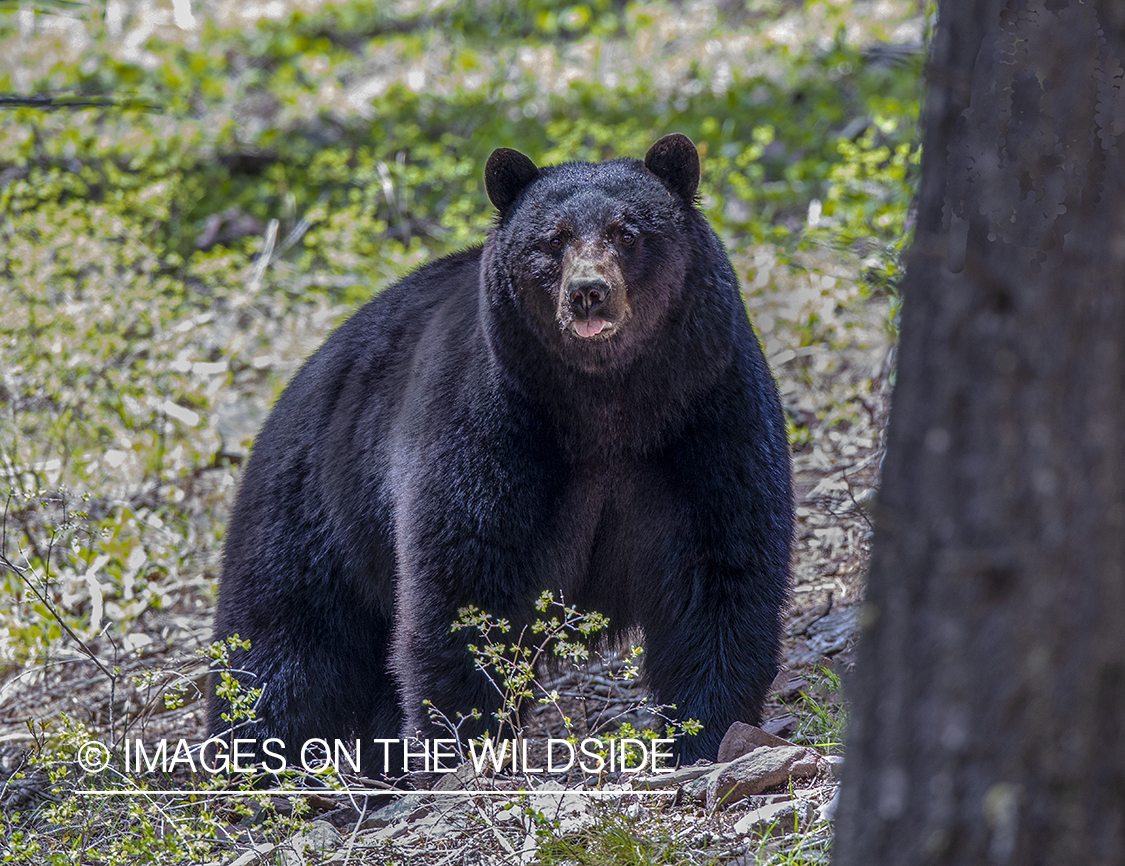 Black bear in habitat.