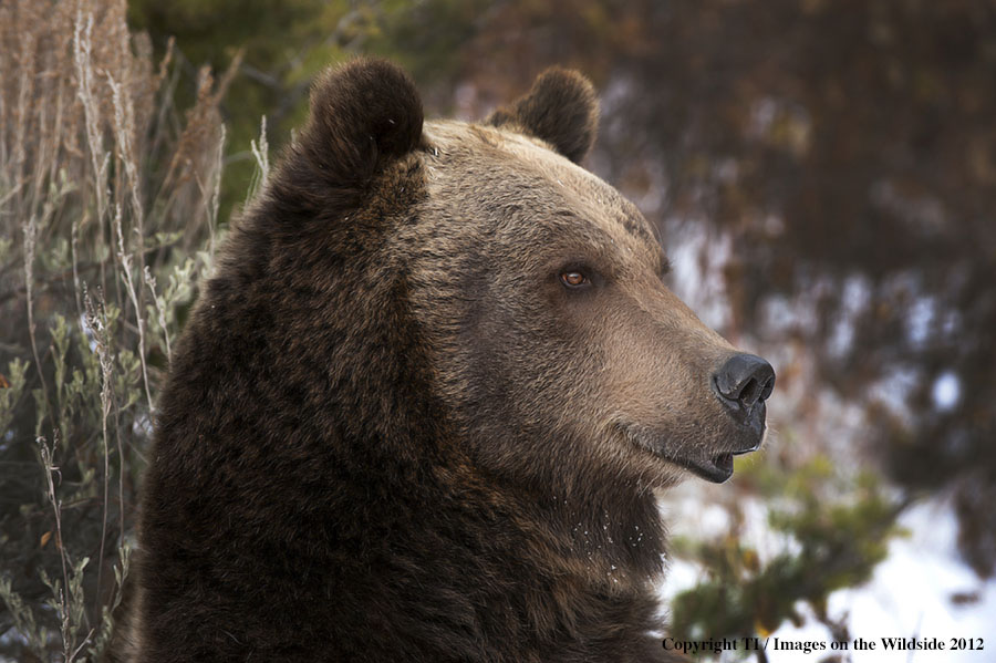 Grizzly Bear in habitat.