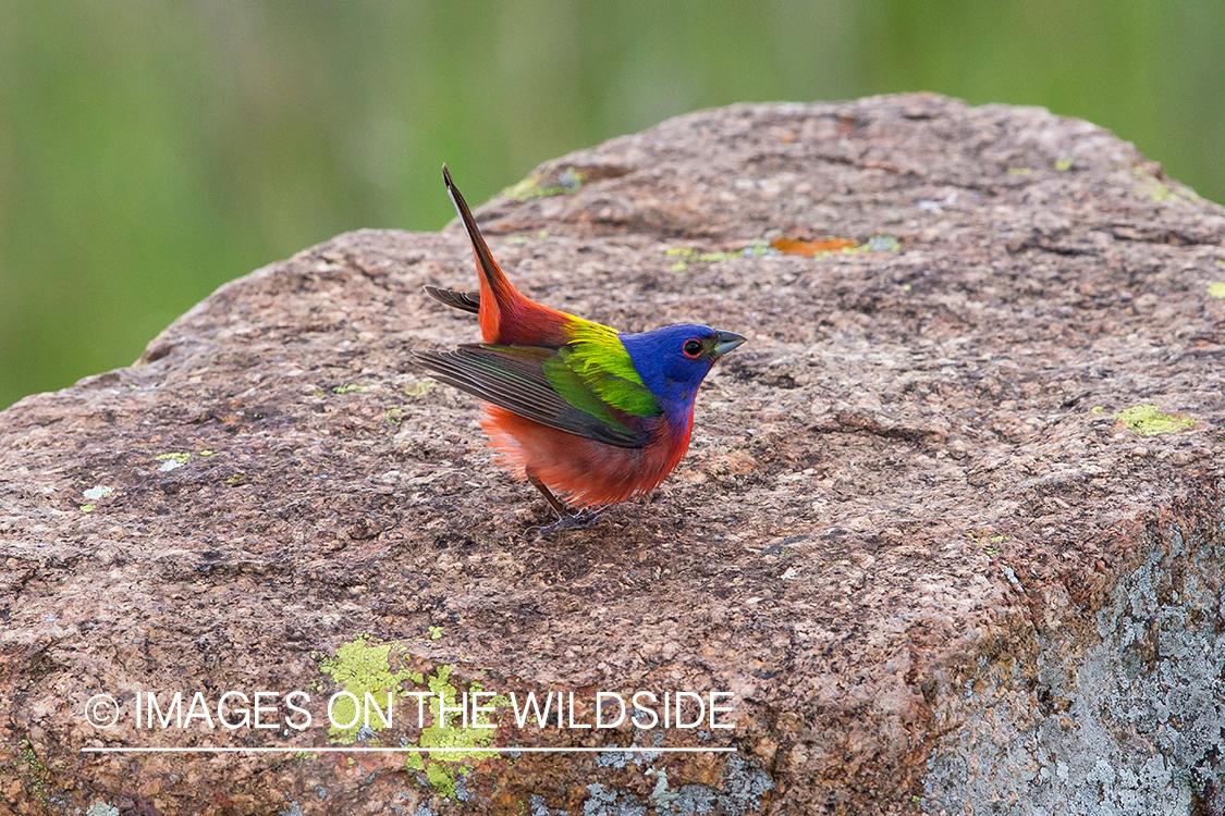 Painted bunting in habitat. 