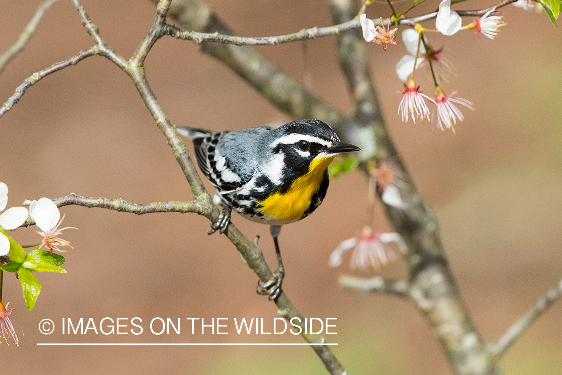 Yellow-throated Warbler on branch.