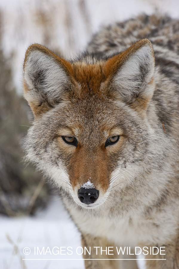 Coyote in snow field.