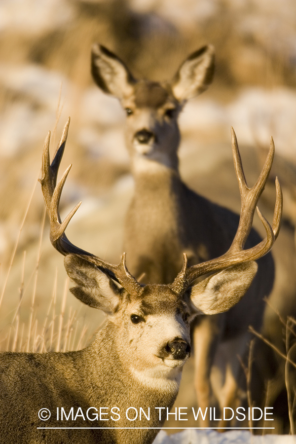 Mule deer in habitat.