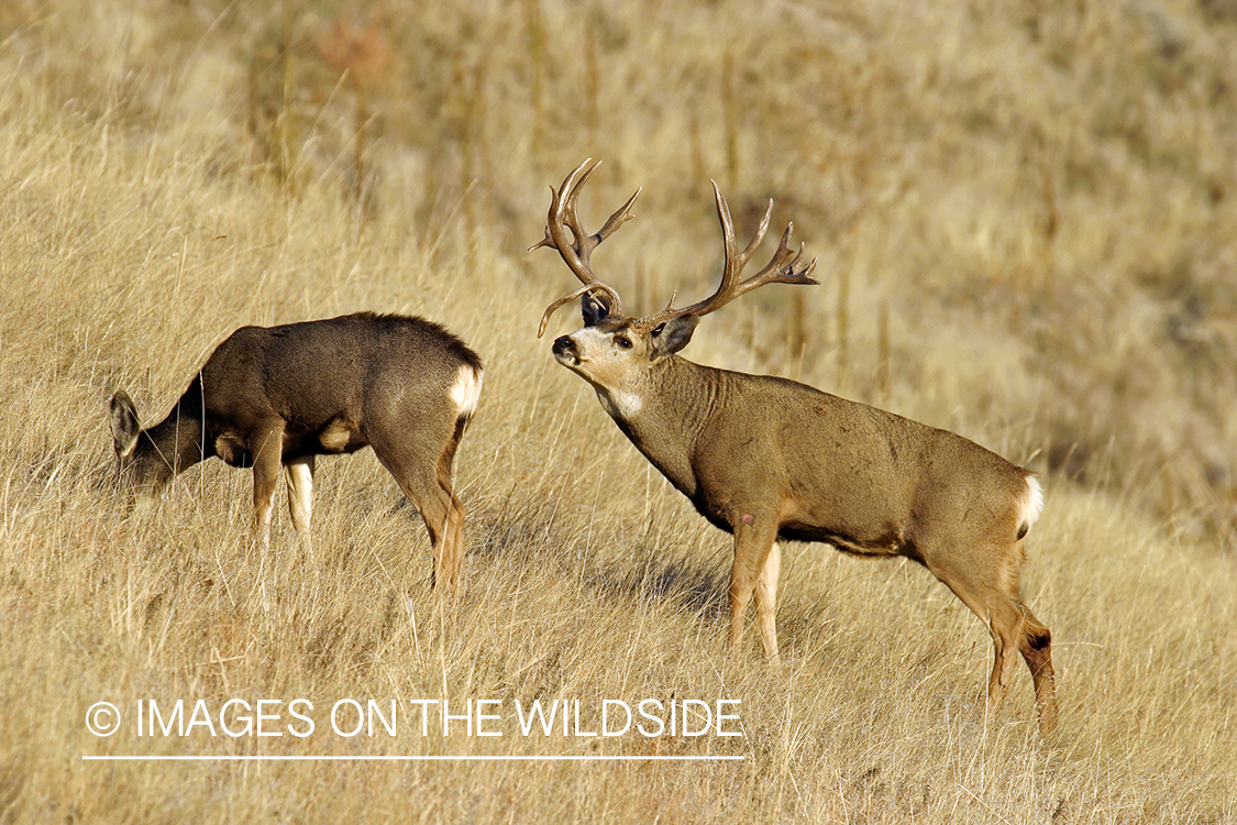 Mule deer buck with doe. 