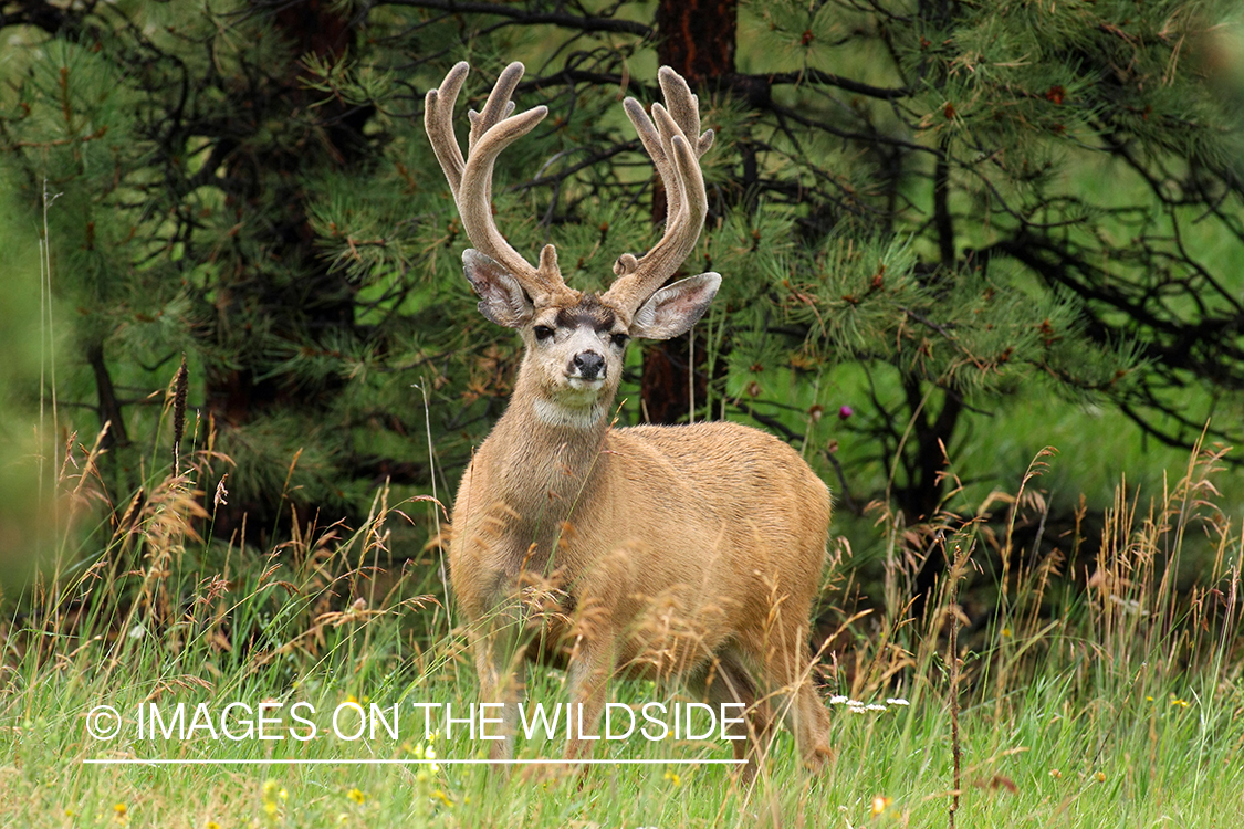 Mule deer buck in habitat. 