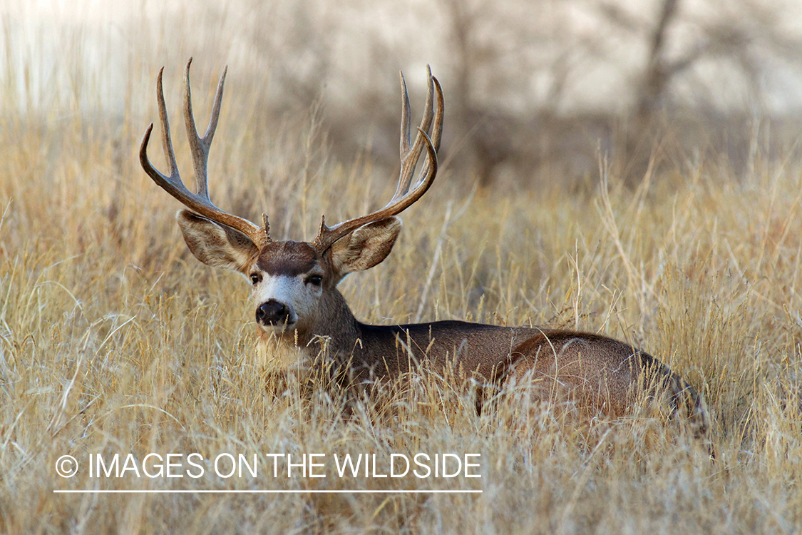 Mule Deer buck in habitat.