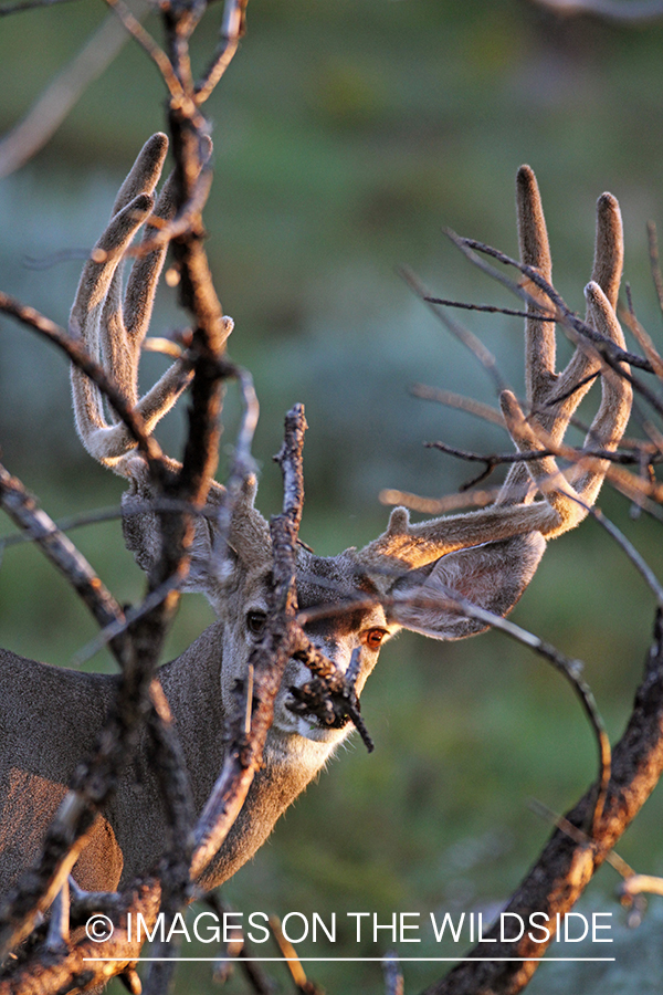 Mule deer buck in habitat.