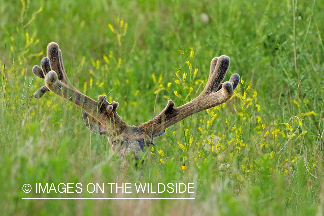 Mule deer buck in velvet.