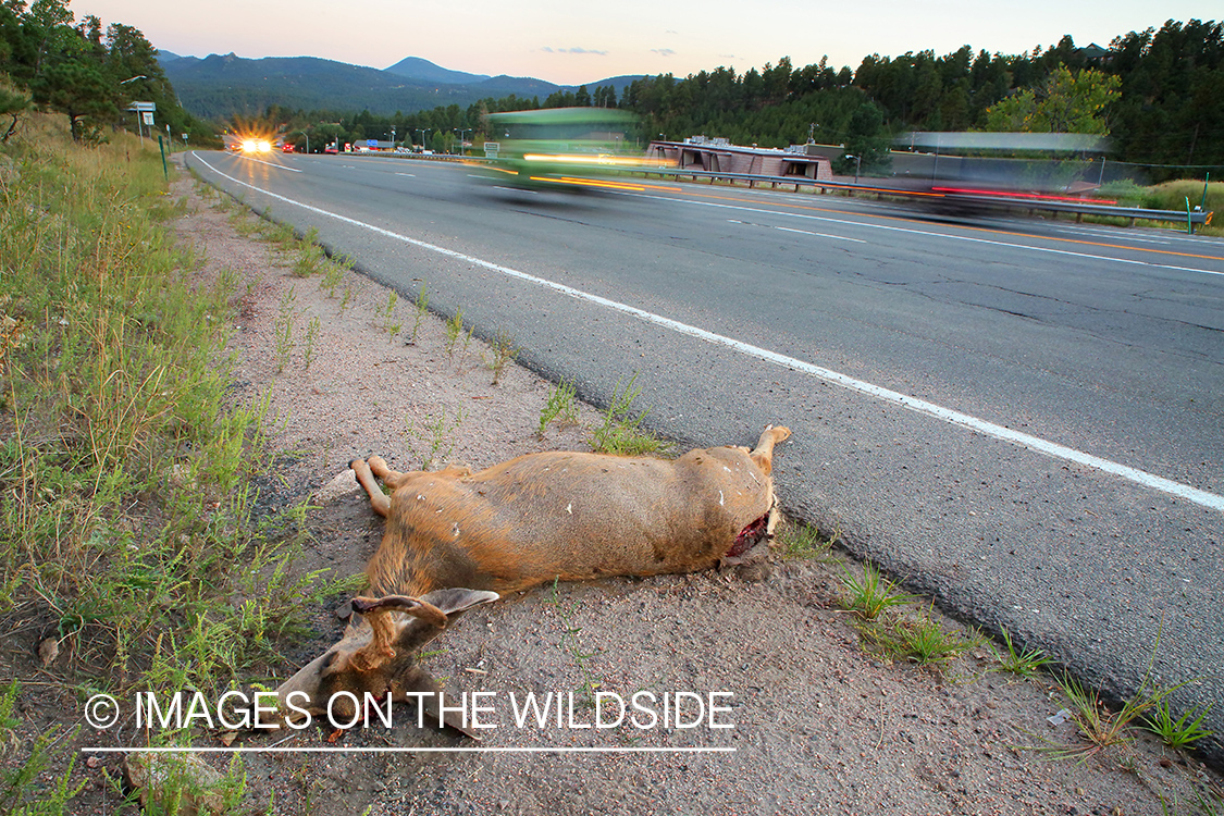 Dead mule deer buck by highway. 