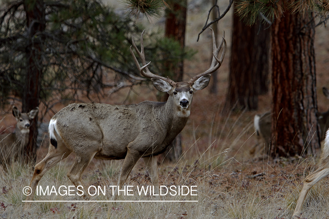 Mule deer buck in field.