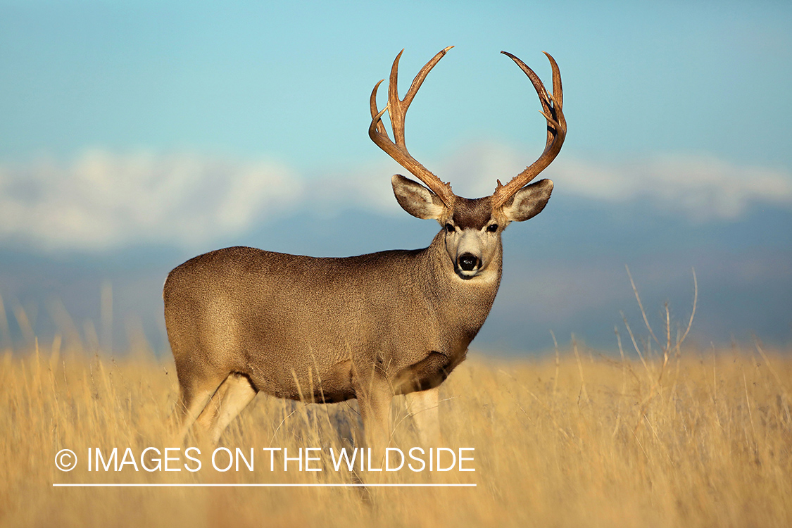 Mule deer buck in field.