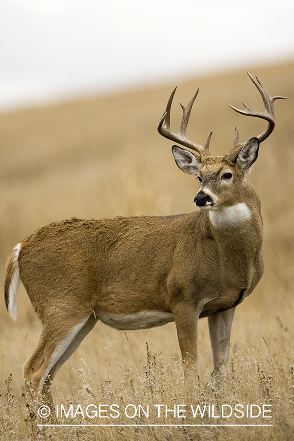 White-tailed buck.