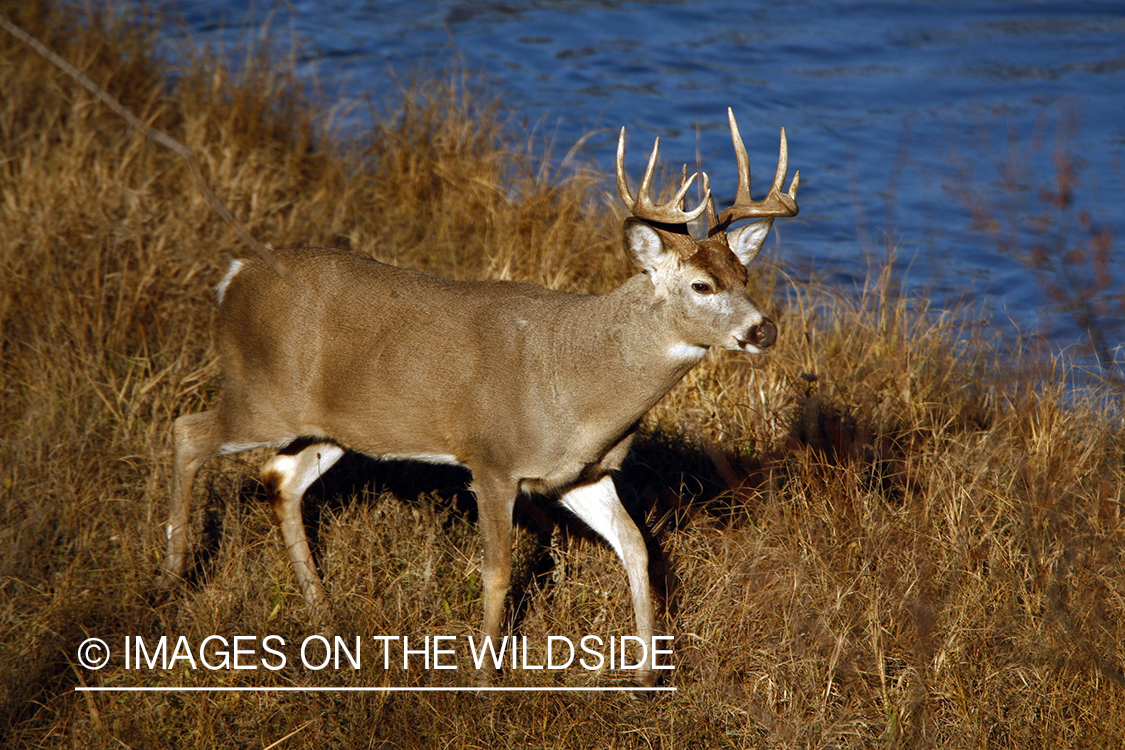 Whitetail Buck