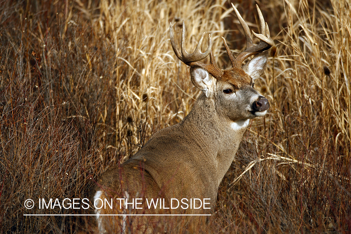 Whitetail Buck